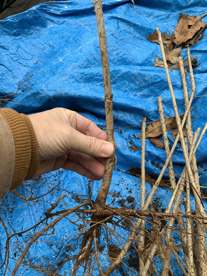 12-24 inches Tall Aralia spinosa Tree - 1 Plant Devil's Walkingstick