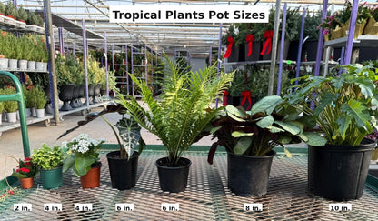 RedCrocus - RedCrocus Dragon Tree Dracaena marginata - Indoor & Outdoor Living Plant, Low Maintenance, Stylish Foliage, Pet Safety Warning 10" Pot