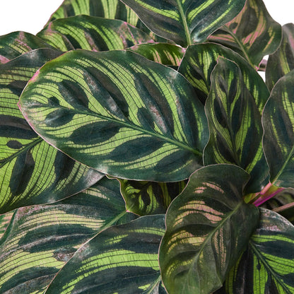 4 Pack Calathea 'Makoyana' in 6in Pot - Live Tropical Houseplant - Easy to Grow | Air Purifying | Pet Friendly | Variegated | USA Growers | The Snobby Leaf