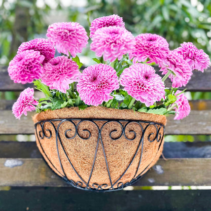 LaLaGreen Outdoor Wall Planters (2 Pack, 12 Inch) Black Metal Wall Mounted Hanging Basket with Coco Liner, Flower Pot Plant Holder Semi-Circle Planter for Fence Railing Deck Porch Balcony Garden Decor