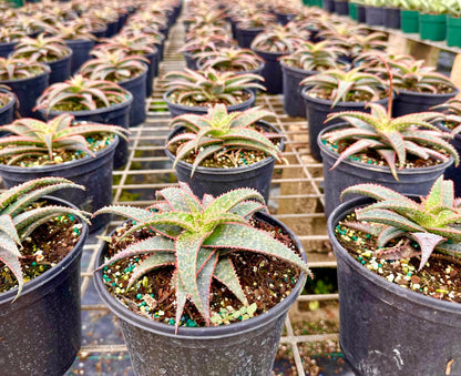 ragnaroc Live Succulents – Aloe Christmas Carol in 4” Pot - 1ct - Live Arrival Guaranteed - Potted Succulents, House Plants for Home Decor & Gift