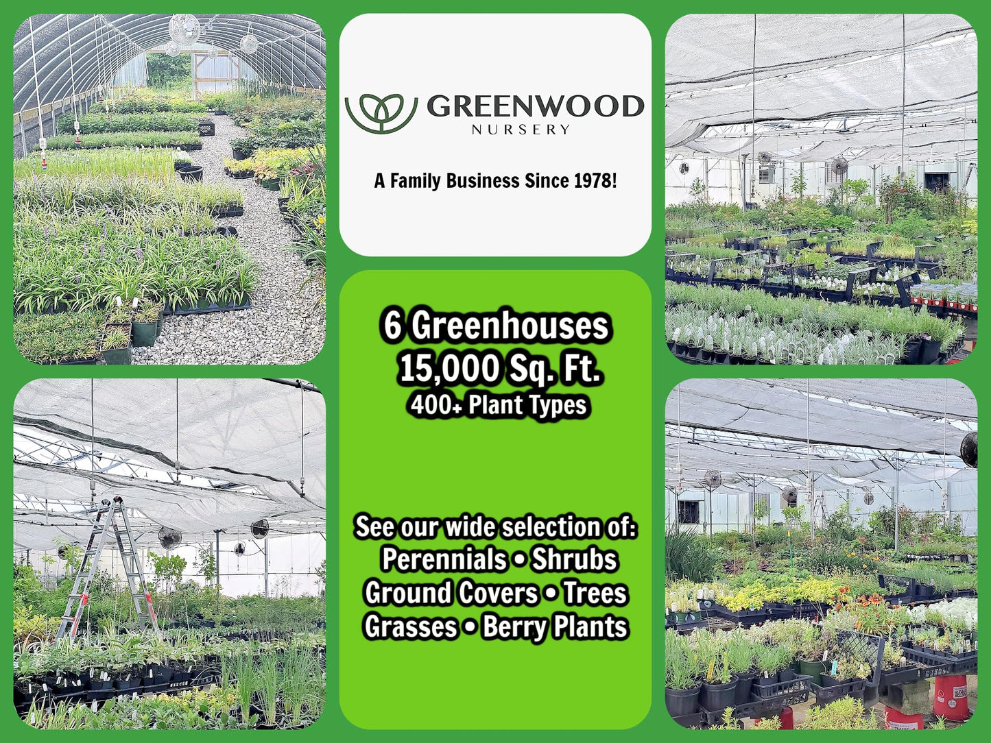 Greenwood Nursery: Live Perennial Plants - Munstead Lavender + Lavandula Angustifolia - [Qty: 2X 3.5 Pots] - (Click for Other Available Plants/Quantities)