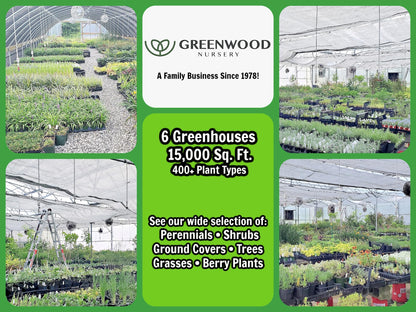 Greenwood Nursery: Live Trees - Fignomenal Dwarf Fig Tree + Ficus carica - [Qty: 2X 3.5 Pots] - (Click for Other Available Plants/Quantities)