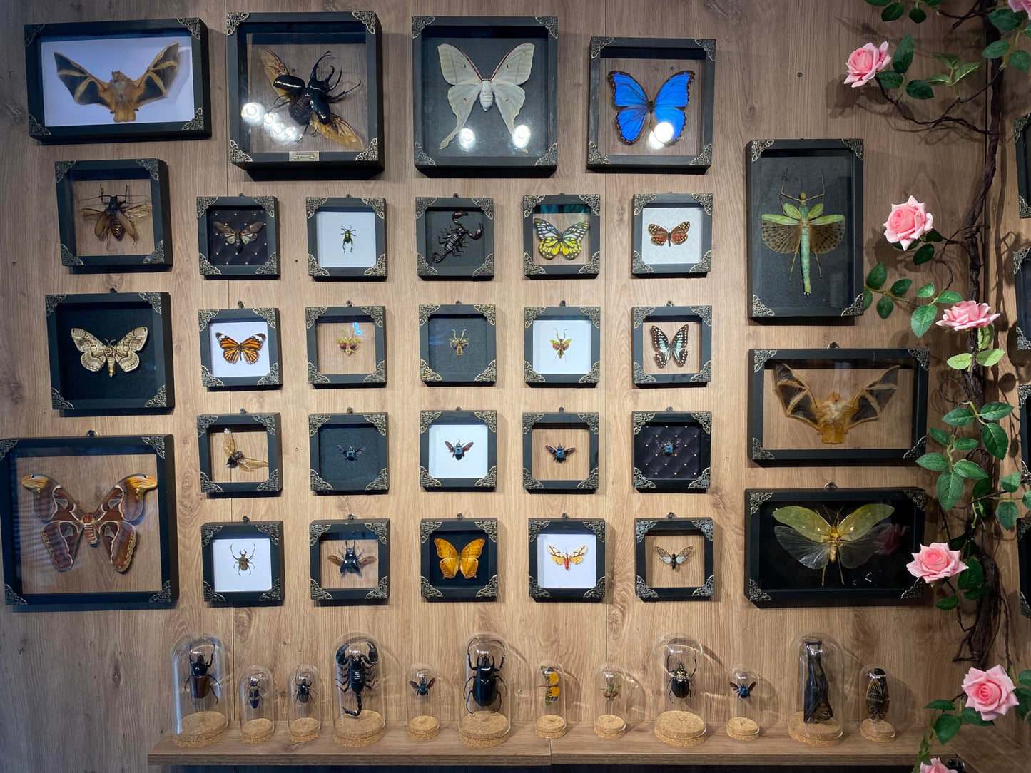 2 Real Green Mantis Lanternfly Frames Dead Insect Dried Bug Shadow Box Wood Oddity Framed Taxidermy Specimen Collectables Decoration Reading Tabletop Wall Artwork Home Decor Gallery K12-51DE62DE