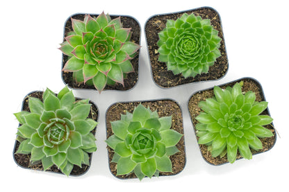 Succulent Plants | 5 Sempervivum Succulents | Rooted in Planter Pots with Soil | Real Live Indoor Plants | Gifts or Room Decor by Plants for Pets