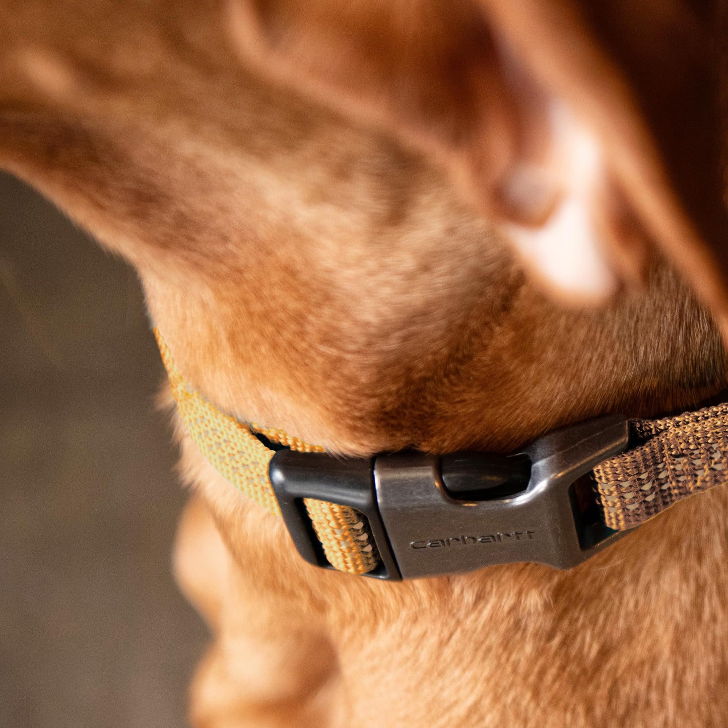 Carhartt Fully Adjustable Nylon Webbing Collars for Dogs, Reflective Stitching for Visibility, Black (Nylon Webbing), Medium