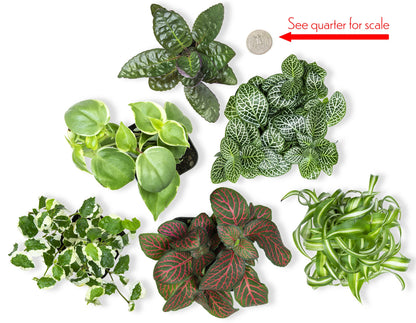 Altman Plants Live Pothos Plants (4PK) and Easy to Grow Houseplants (Pack of 6) Indoor Plants in Containers