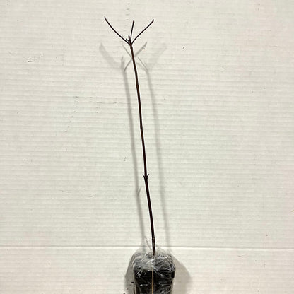 Red Chokecherry Tree - 6-12" Tall Live Plant - 2.5" Pot - Native Choke Cherry Berry Shrub - Prunus Virginiana