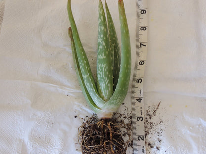 Two Healthy Strong Aloe Vera Plants 10-12 Inches Tall