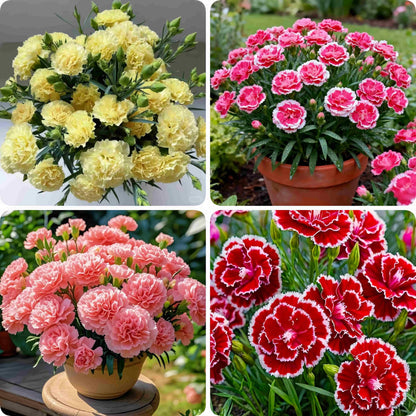 2999 PCS Carnation Flower Seeds for Planting – Dianthus Vibrant & Fragrant Blooms, Long-Lasting Flowers for Home Gardens, Flower Beds, Borders & Patio Containers