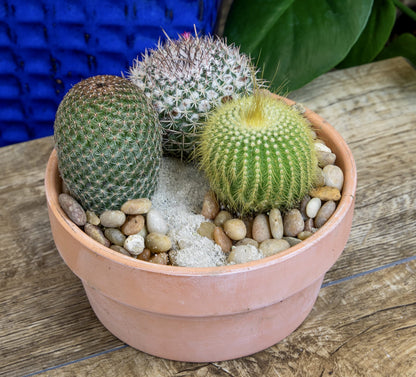 Altman Plants, Assorted Cactus Plants Live Cactus Decor (8PK), Cactus Plant Live Succulents Plants Live in Cactus Soil Potting Mix, Live Cacti Plants Live Succulent Plants Live Plants in Cactus Pot