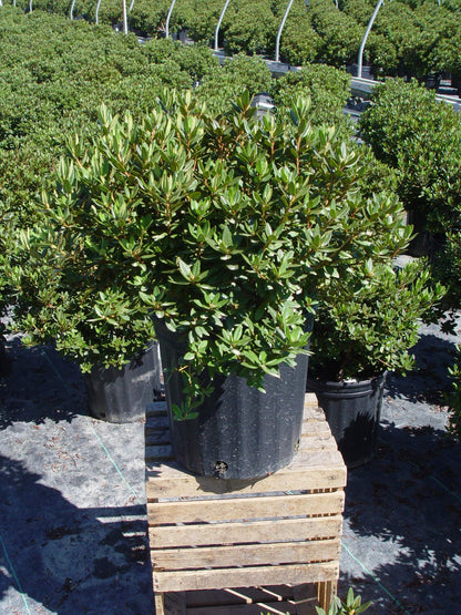 Green Promise Farms Rhododendron X GEM` Evergreen, 3-Size Container, Bluish Purple Flowers