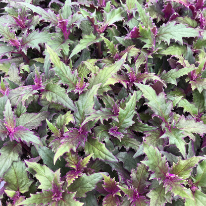 Purple Passion Plant - Royal Velvet - 1 Live Starter Plant - Gynura Aurantica - Beautiful Textured Colorful Foliage Indoor Houseplant