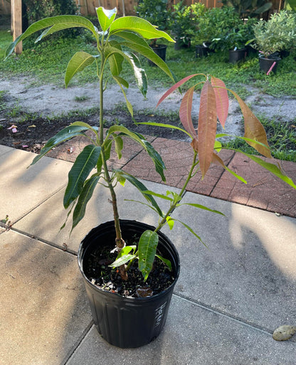 Live Grafted Haden Mango Tree, Mango Plant, 2 to 3 Feet Tall in 3 Gallon Pot - Cannot Ship to CA, HI