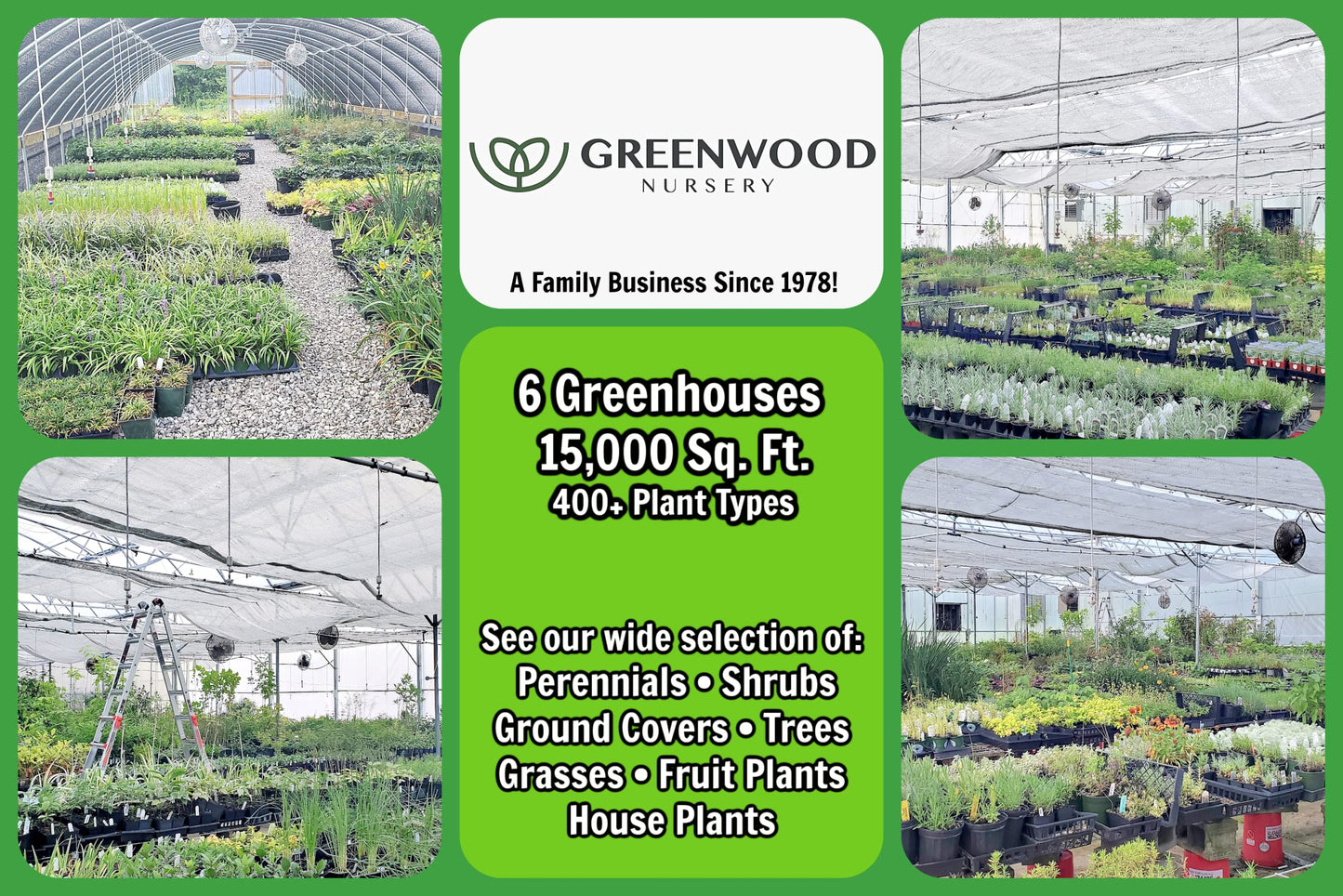 Greenwood Nursery: Live Trees - Fignomenal Dwarf Fig Tree + Ficus carica - [Qty: 1x 3.5 Pot] - (Click for Other Available Plants/Quantities)