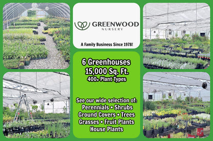 Greenwood Nursery: Live Trees - Fignomenal Dwarf Fig Tree + Ficus carica - [Qty: 1x 3.5 Pot] - (Click for Other Available Plants/Quantities)