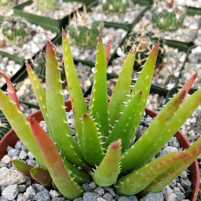 Aloe Vera chinensis Cacti Cactus Succulent Real Live Plant