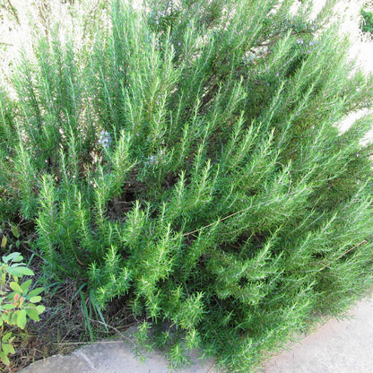 Live Rosemary Plants in 4'' Pot, Fragrant Upright Rosemary Starter 4-8 Inches, Hardy Outdoor Plant for Garden, Patio and Containers
