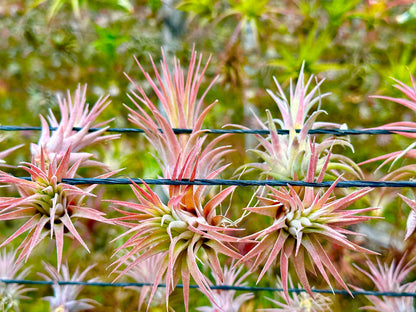 ragnaroc Air Plants - Tillandsia Ionantha Pack, Regular 1-3" - 12ct - Live Arrival Guaranteed - House Plants for Home Decor & Gift