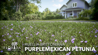 Mexican Petunia Purple | 10 Live Plants | Ruellia Brittoniana | Purple Flowering Landscape Pollinator | Heat Tolerant Groundcover | Outdoor Perennial for Gardens Borders Walkways Containers