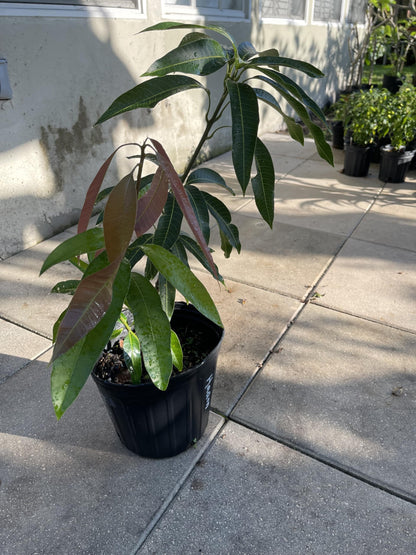 Live Grafted Haden Mango Tree, Mango Plant, 2 to 3 Feet Tall in 3 Gallon Pot - Cannot Ship to CA, HI