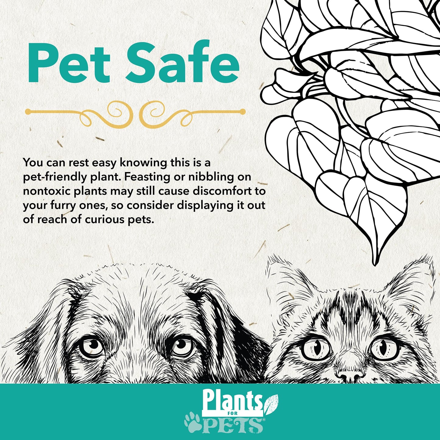 Pet Friendly House Plant Decor 3-Pack, Dog & Cat Safe Plants in 4" White Pots for Home & Office, Grower's Choice Live Houseplants, Approx. 9" Tall, Peperomia, Calathea & More by Plants for Pets