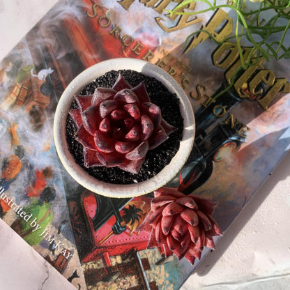 Echeveria Agavoides Romeo Rare Live Succulent Plants, 1 Head 2.5" Bare Root Without Pot & Soil, Garden Indoor Office Desk Baby Shower Decoration, Friend Plant Lovers Gifts