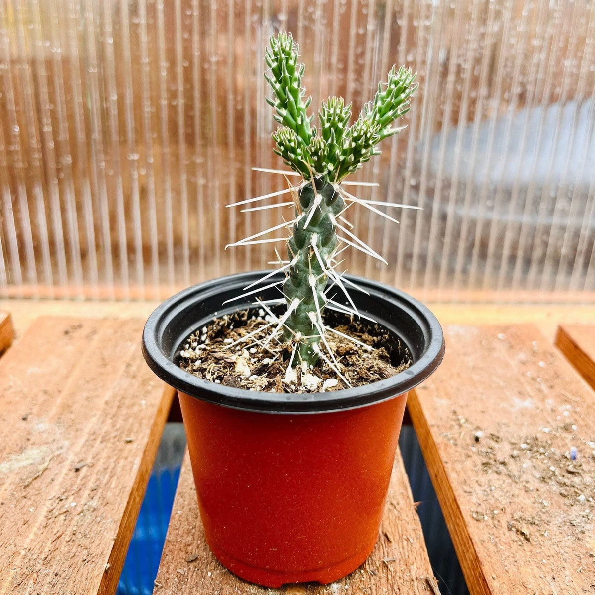 Candle Cholla Cactus (Cylindropuntia kleiniae) - Cold Hardy Live Cutting (stem)