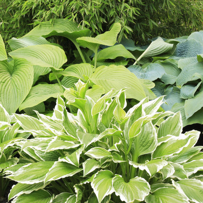 10 Pack Hosta by the Handful Variety Pack, Bareroot, Dormant, Shade Perennial (10 Bareroots)