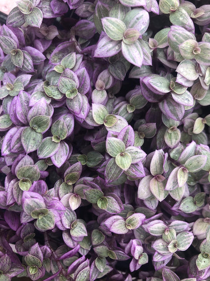 Tradescantia Pink Lady ~ Rooted cuttings (5 Pieces)