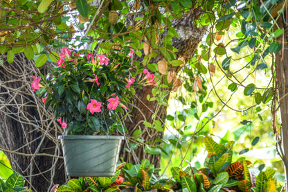 Tropical Plants of Florida Pink Dipladenia Hanging Basket 12 Inch Live Flowering Plant, 14 Inch Wide by 18 Inch Tall, Vibrant Pink Patio Porch Balcony Blooms
