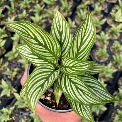Calathea Vittata Live Plant for Indoor | Different Houseplants in 4'' & 6'' Pot | Real House Plant for Living Room, Office, Desk & Bathroom | Peacock Plant | Zebra Plant