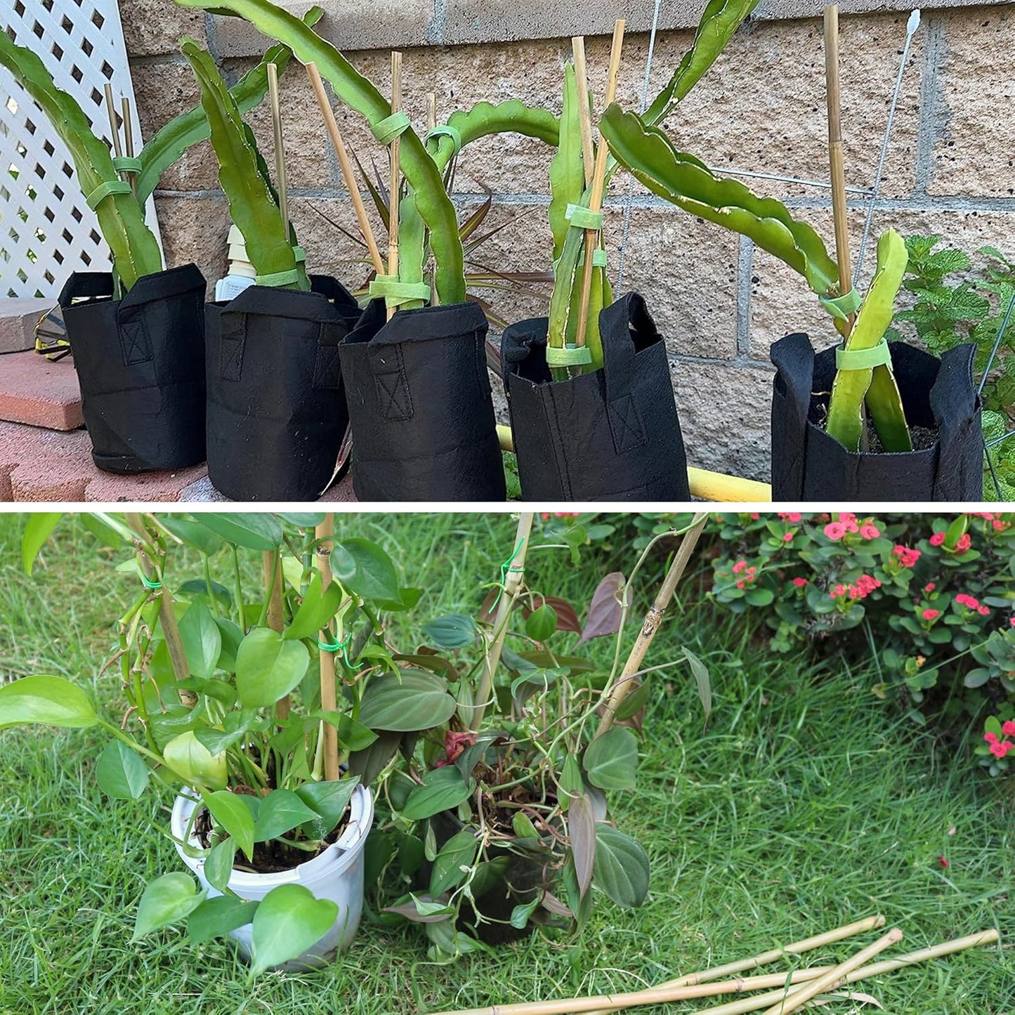 Bamboo Plant Stakes - 50 Pcs 2ft Garden Support Sticks for Indoor/Outdoor Plants | Ideal for Tomatoes & Climbing Plants