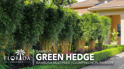 Bamboo Green Hedge | 2 Extra Large Trade 3 Gallon Plant | Bambusa multiplex | Upright Clumping Bamboo | Fast Growing Privacy Hedge Windbreak Gardens Borders Beds Walkways Decorative Accent Outdoor