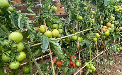 Bamboo Garden Stakes - 4 Feet Tall | 65 Pcs Durable Plant Supports for Tomatoes, Beans & Flowers