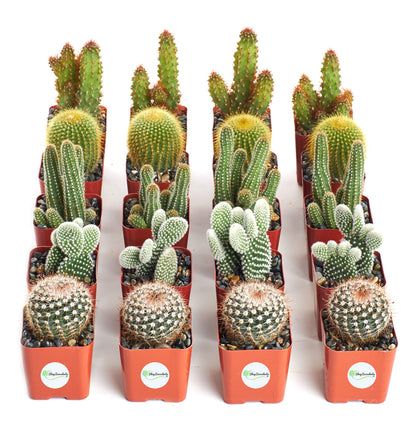 Shop Succulents | Cool Cactus Collection of Live Succulent Plants, Hand Selected Variety Pack of Cacti | Collection of 20