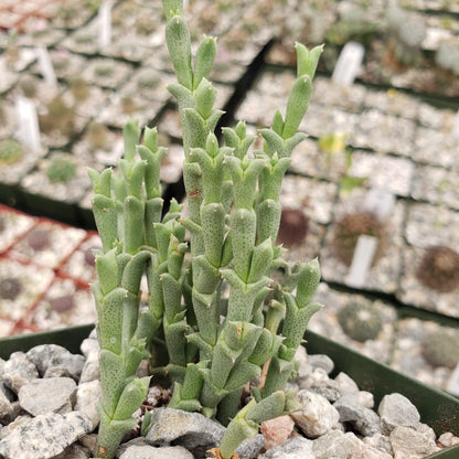 Ruschia perfoliata Cacti Cactus Succulent Real Live Plant