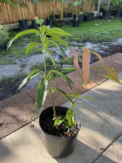 Live Grafted Haden Mango Tree, Mango Plant, 2 to 3 Feet Tall in 3 Gallon Pot - Cannot Ship to CA, HI