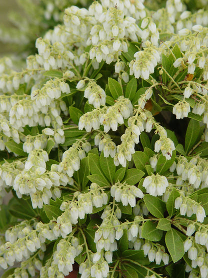 Pieris jap. 'Cavatine' (Cavatine Dwarf Andromeda) Evergreen, #2 - Size Container