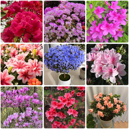 30 Azalea Seeds for Planting, Mixed Color Rhododendron Flower Seeds, Non-GMO Heirloom Azalea Seed for Home Garden Outdoor