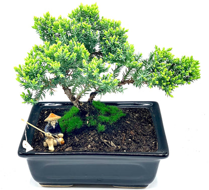 Live Dwarf Juniper Bonsai Tree About 6 Years Old with Cute Ceramic Fisherman | Juniper Bonsai Tree | Indoor/Outdoor | 100% Handcrafted| Home and Office Décor | Best Gift for Holiday