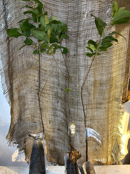 12-24” Tall Chokecherry Prunus virginiana, 1-2 Year Old Bare Root Plant