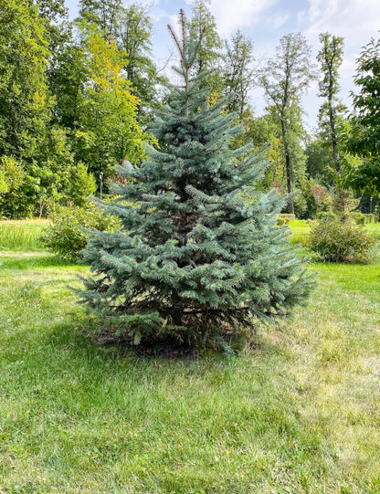 White Spruce Live Jumbo Tree Seedling Plugs | 12"-18" | Arbor Day Foundation (1-Pack)