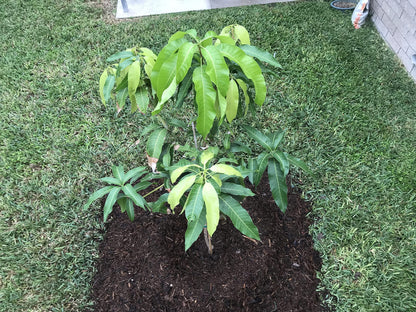 Mango Tree - Live Fruit Tree in a 3 Gallon Pot - Mangifera Indica 'Coconut Cream' - Tropical Edible Fruit Bearing Tree