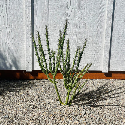 Candle Cholla Cactus (Cylindropuntia kleiniae) - Cold Hardy Live Cutting (stem)