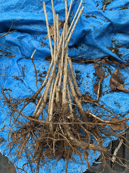 12-24 inches Tall Aralia spinosa Tree - 1 Plant Devil's Walkingstick