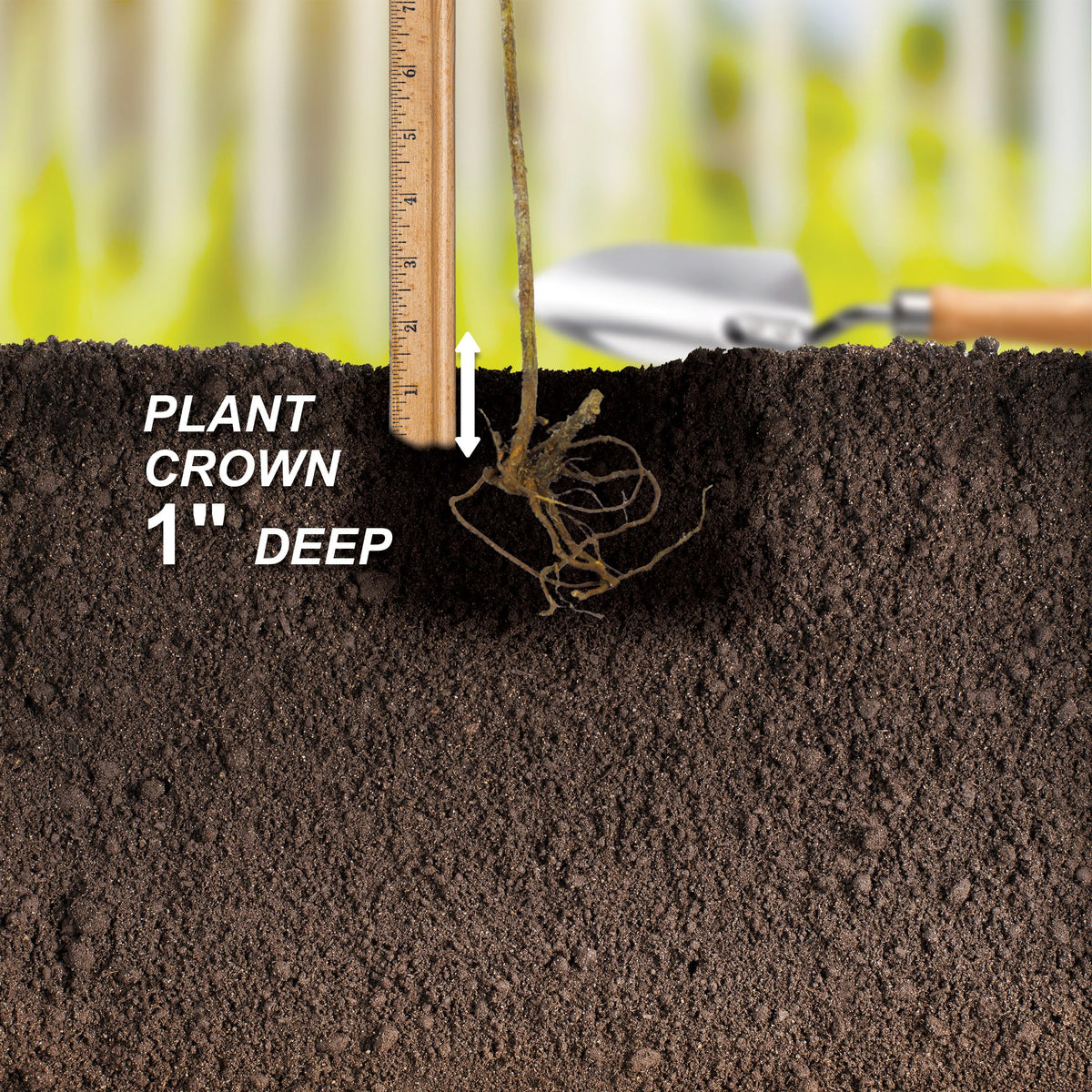 Garden State Bulb Concord Seedless Grape, Bare Root, Non-GMO, Spring Planting (Bag of 1)