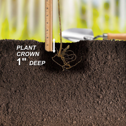 Garden State Bulb Concord Seedless Grape, Bare Root, Non-GMO, Spring Planting (Bag of 1)