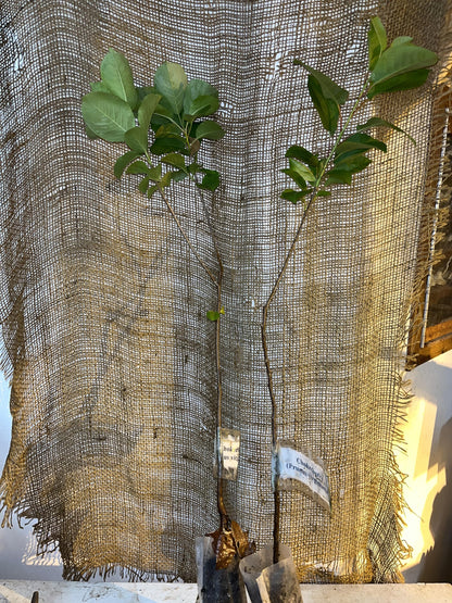 12-24” Tall Chokecherry Prunus virginiana, 1-2 Year Old Bare Root Plant