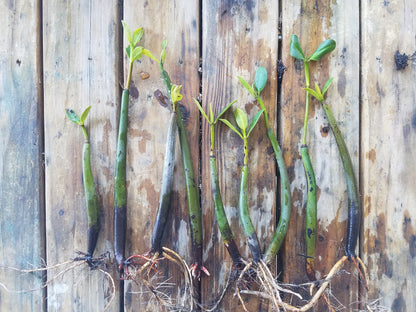 5 LIVE Mangroves - Red Mangrove Seedlings - Filtration, Aquarium, Reef, Tank, Saltwater, Aquatic, Plants